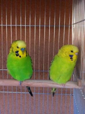 IMG_1342 (Large).JPG