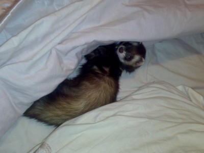 לוקום , החמוס , ישן במיטה שלי ...