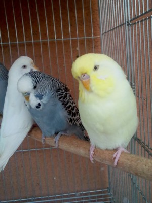 Photo095 - עותק (Large).jpg