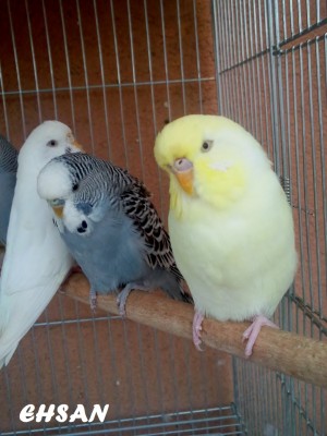 Photo095 - עותק (Large).jpg