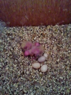 Photo152 (Large).jpg