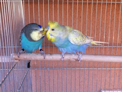 IMG_1484 (Large) (Large).JPG