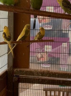 גוזל אנגליים ענק ויפה(באמצע)