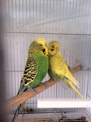 קצת אנגליים(אבא וגוזל) ענקיים.