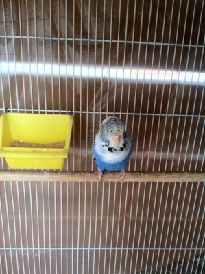 נקבה  אנגליה יפיפיה