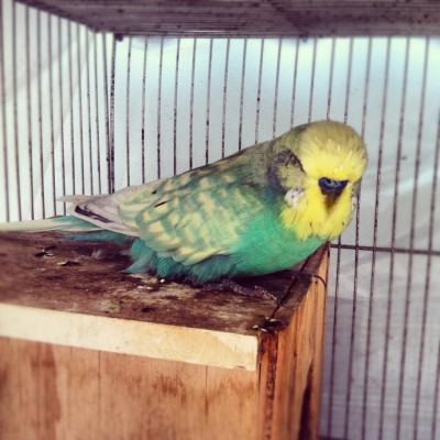 אחד מהאנגליים הכי יפים שאני ראיתי .