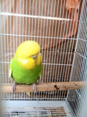 אנגלייה ספנגלית.