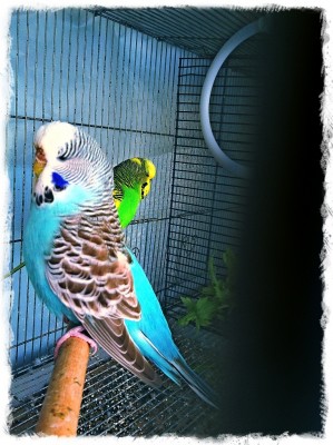 זוג יפה ,זכר ענק!