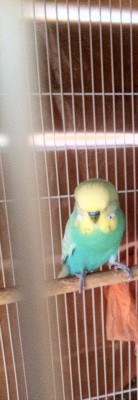 עוד אחת של הזכר.