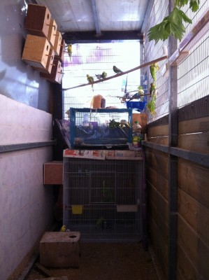 הכלוב של האנגליים בתוך הוולר.