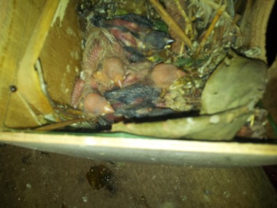 גוזלי האורזיות ניתן לראות את ההבדל בין האלבינו לרגילים בצבע העור מכיוון שעוד אין נוצות כעת ואפילו לא פלומה.....