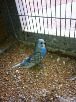 גוזל ספנגל יפיפה