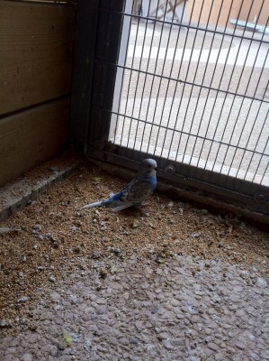 עוד מאותו גוזל