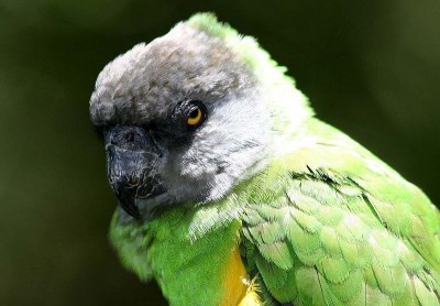 800px-Poicephalus_senegalus_senegalus.jpg