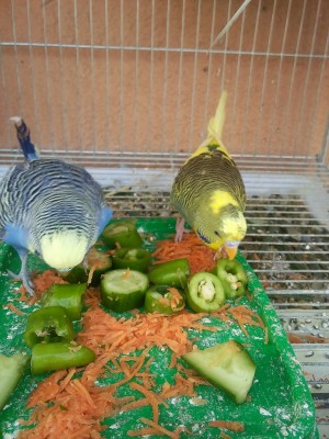 Photo105 (Large).jpg