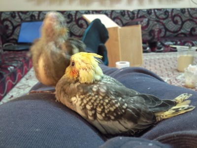 Photo115 (Large).jpg