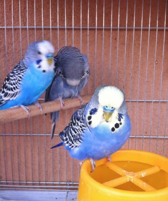 IMG_1600 (Large).JPG