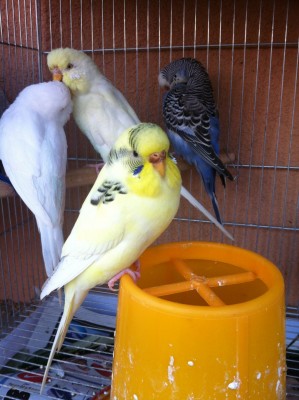 IMG_1608 (Large).JPG