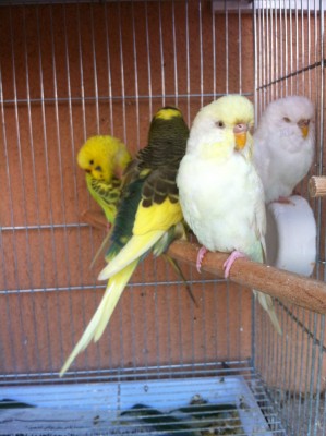 IMG_1606 (Large).JPG