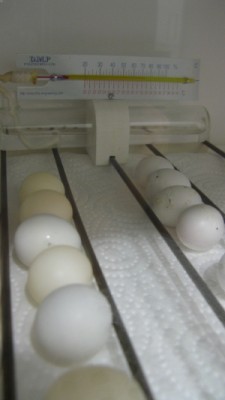 IMG_2348_1.jpg