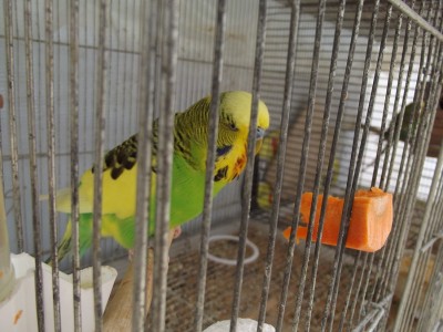 אנגלי חתיך שלי