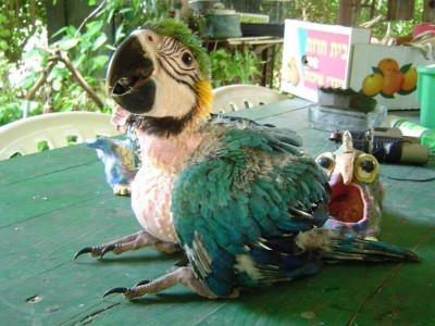 ארה בלו אנד גולד.jpg