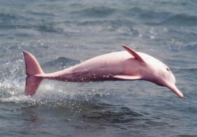 The world's only pink Bottlenose dolphin which was discovered in an inland lake in Louisiana, USA..jpg