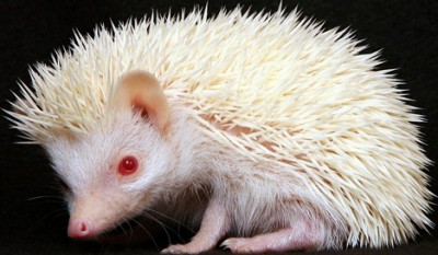 albino_hedgehog_2sfw.jpg