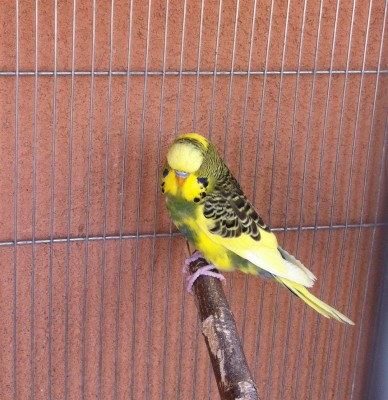 IMG_1766 (Large).JPG