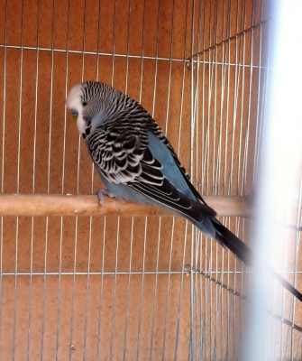 IMG_1764 (Large).JPG