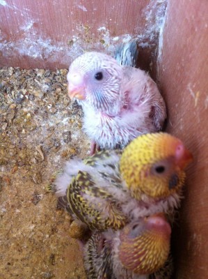 IMG_1834 (Large).JPG