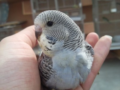 Photo041 (Large).jpg