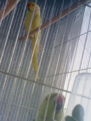 דררות שלי2.jpg