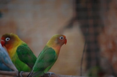 גוזל ציבעוני עם אחד מהוריו