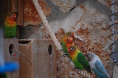 שני גוזלים חדשים (באמצע) עם הוריהם, אחד מימין ואחד על הקופסה