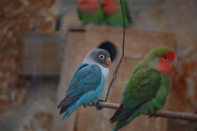 הגוזל הכחול הבודד