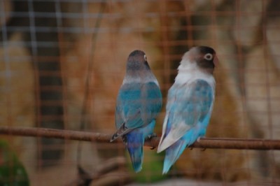 הכחול הבודד ליד אחד מהוריו