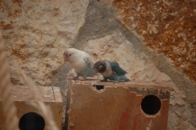 הגוזל הכחול מתוך השלישייה