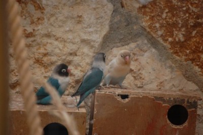 הגוזל הכחול מתוך השלישייה בין הוריו
