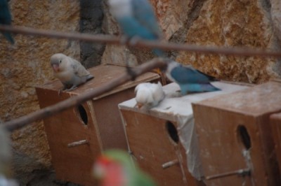 הגוזל ה"לבן" מהשלישייה בין הוריו