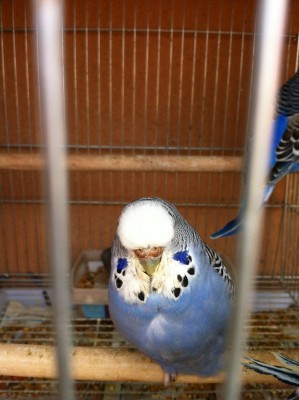 IMG_2007 (Large).JPG