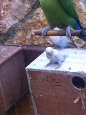 תוכי לבן 2.jpg