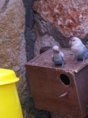 תוכי לבן 3.jpg