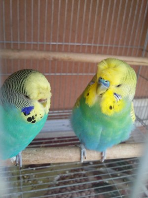 Photo029 (Large).jpg