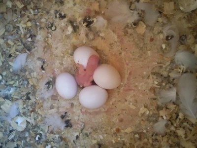 Photo027 (Large).jpg