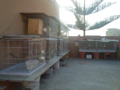 בית הגידול שלי