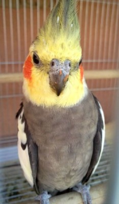 ההורים- הזכר