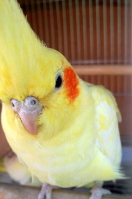 ההורים - הנקבה