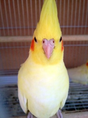 הגוזלים שלהם