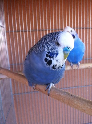 IMG_2597 (Large).JPG